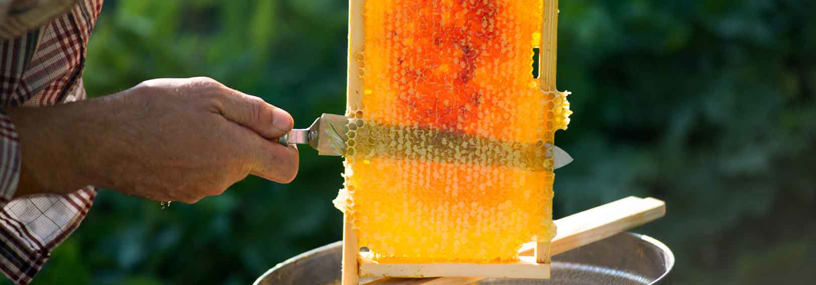 beekeeper with honey comb