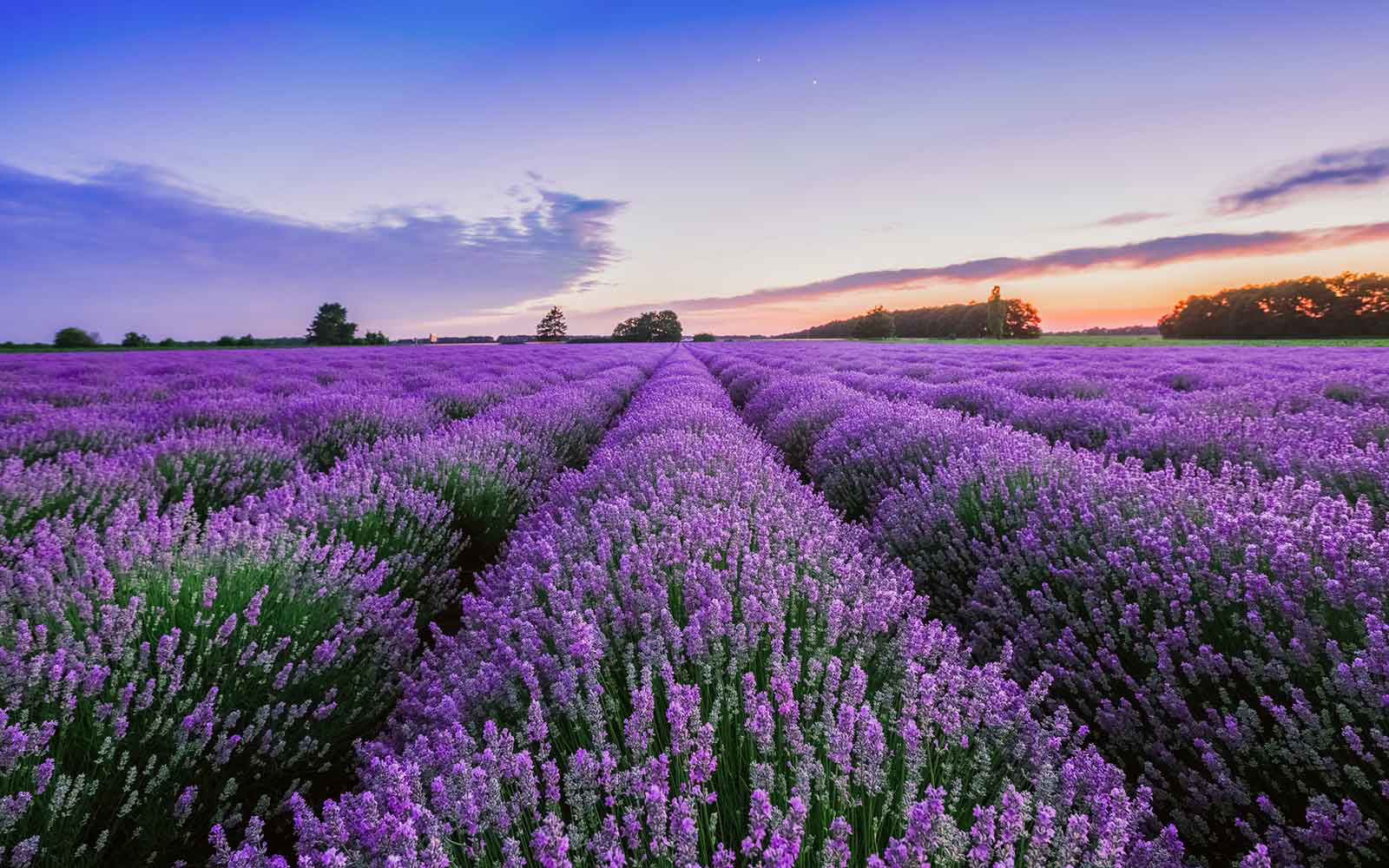 lavendar farm in turkey